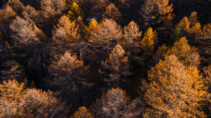 fall forest background with yellow larch trees, autumn forest landscape aerial view
