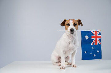 Jack Russell Terrier Dog Holding Australian Flag. 