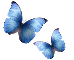 Two beautiful blue morpho butterflies flying together isolated on a white background.