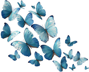 A beautiful swarm of blue butterflies in flight on a white background.