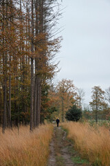 A lone figure strolls down a path through golden grasses and towering trees.
