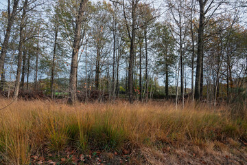 A field of golden grasses in the foreground of a dense forest in early autumn.