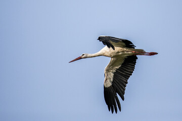 Obraz premium stork