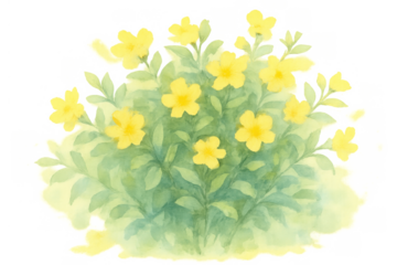 Yellow flowering plant bush watercolor illustration with green leaves, botanical garden element on transparent background