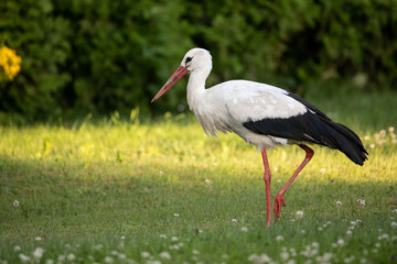 stork