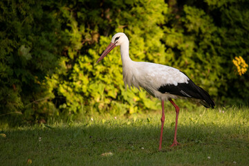 Fototapeta premium stork