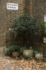 Obraz premium Mount Vernon street sign mounted on an old brick wall surrounded by plants and fallen autumn leaves in a historic London neighborhood.