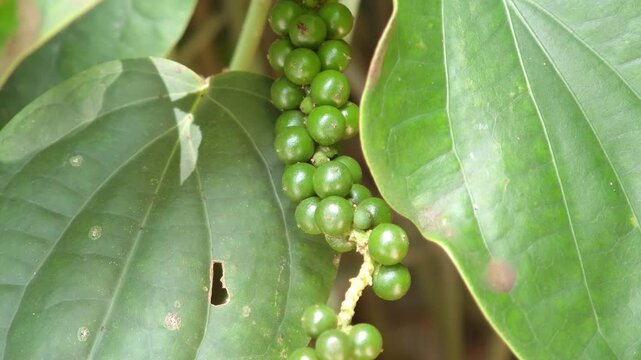 Fresh green pepper pods on the tree