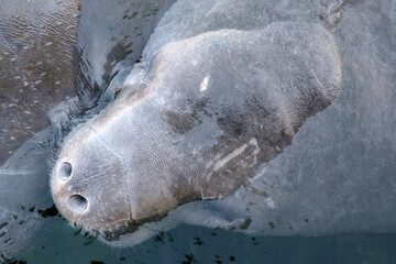 West Indian manatee (Florida manatee) close up of head and nostrils peering out of the water