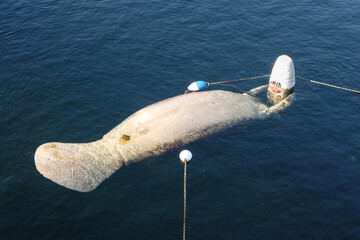West Indian Manatee (Florida manatee) floating on its back holding a swimming buoy in warm spring water