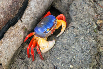 Land crab with blue head and red legs in Manuel Antonio National Park, Costa Rica