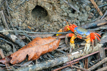 Land crab and its burrow in Manuel Antonio National Park, Costa Rica