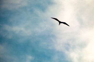 Flying bird silhouette on cloudy blue sky background with copy space