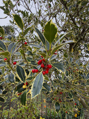 Variegated holly leaves with red berries on a tree branch in a winter garden setting.