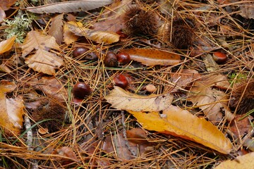 Chestnut picking. A man wearing gloves picks fresh chestnuts in the forest in autumn. His hands...