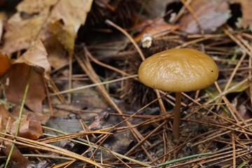 Mushrooms in the forest. A cluster of mushrooms growing on the forest floor, covered with autumn leaves, pine needles, and twigs. Wild mushrooms in their natural forest habitat.