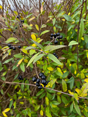 Clusters of glossy black berries on a shrub with green and yellow leaves in autumn light.