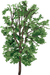 Fototapeta premium Deciduous tree with green crown for landscape design isolated on a white background