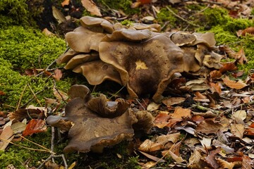 Mushrooms in the forest. A cluster of mushrooms growing on the forest floor, covered with autumn leaves, pine needles, and twigs. Wild mushrooms in their natural forest habitat.