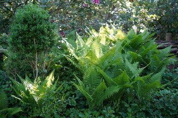 A lush ostrich fern (Matteuccia struthiopteris) growing in a shaded woodland garden.