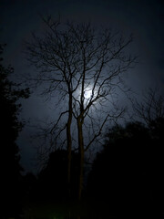 night sky with tree and moon