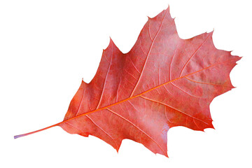 Autumn dry red oak leaf isolated on a transparent background.