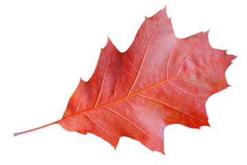 Autumn dry red oak leaf isolated on a transparent background.