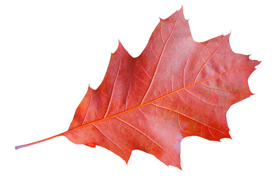 Autumn dry red oak leaf isolated on a transparent background.