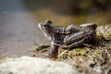 frog