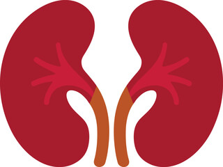 Stylized Red Kidneys with Ureters and Renal Branches
