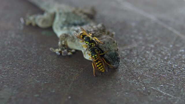 A German wasp on a salamander's head. A German wasp feeds on a salamander in its natural habitat. Scavenging insect behavior.