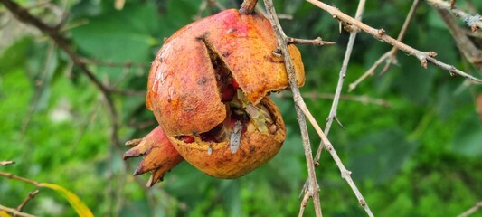 Rotten pomegranate with fly on tree – macro nature decay scene