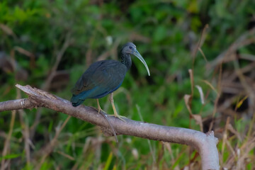 Green Ibis Mesembrinibis cayennensis, All-dark wading bird with a curved bill and short legs, giving it a rather dumpy look. Dark green overall with shimmering emerald and bronzy iridescence.