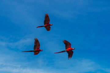 Scarlet Macaw Ara macao flying. Spectacular, huge, and long-tailed parrot, wiped out from most areas by capture for the pet trade; attempts at reintroduction are taking place in some protected areas. 