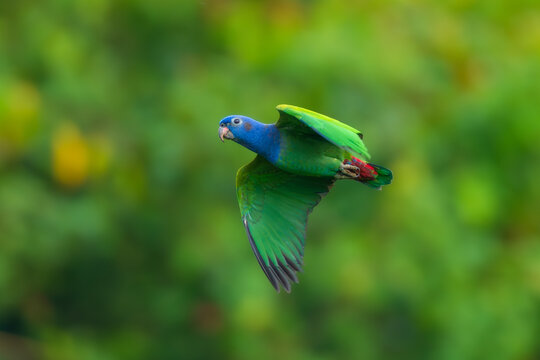 Blue-headed Parrot Pionus menstruus flying in Manu national park, Peru. High quality photo, 4 k resulotion.