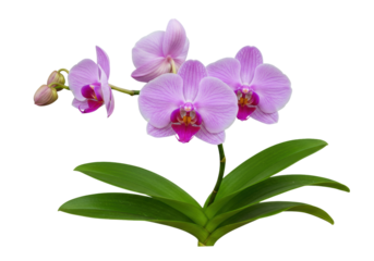 Isolated branch of phalaenopsis orchids with three open flowers and buds, tropical plant