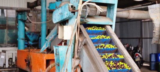 Olives on Conveyor Belt at Olive Oil Processing Plant
