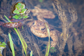 Common Toad