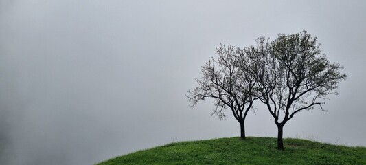 Misty Hill with Two Bare Trees in Dense Fog