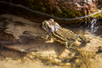 Common Toad