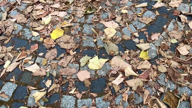 Beautiful pathway and leaf fall at Yildiz Park (Turkish: Yildiz Parki) Besiktas District in Istanbul Turkey. (4K video)