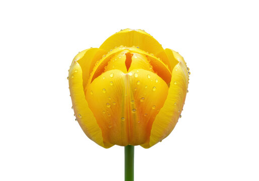 Beautiful yellow tulip flower PNG illustration isolated on transparent background Spring blossom with water drops