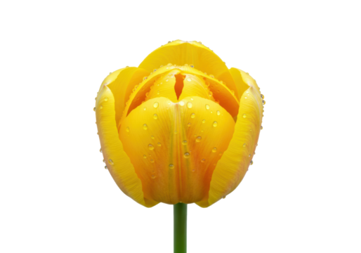 Beautiful yellow tulip flower PNG illustration isolated on transparent background Spring blossom with water drops
