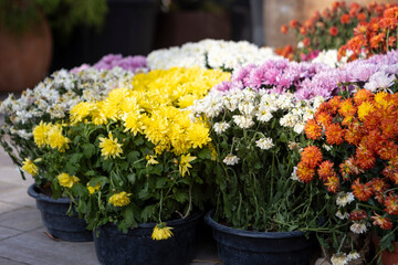 autumn colorful flowers in pots