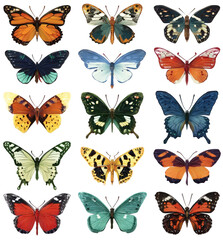 Collection of various colorful butterfly species isolated on white.