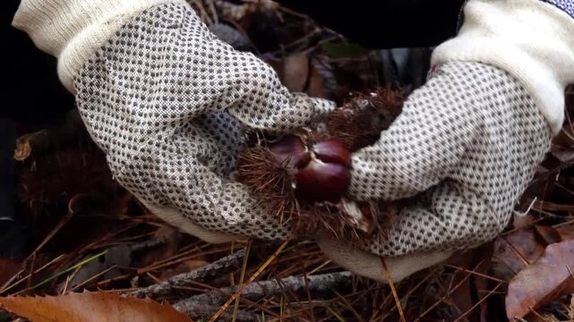 Chestnut picking. A man wearing gloves picks fresh chestnuts in the forest in autumn. His hands pour the chestnuts into a plastic bag against a backdrop of fallen leaves and a natural forest landscape