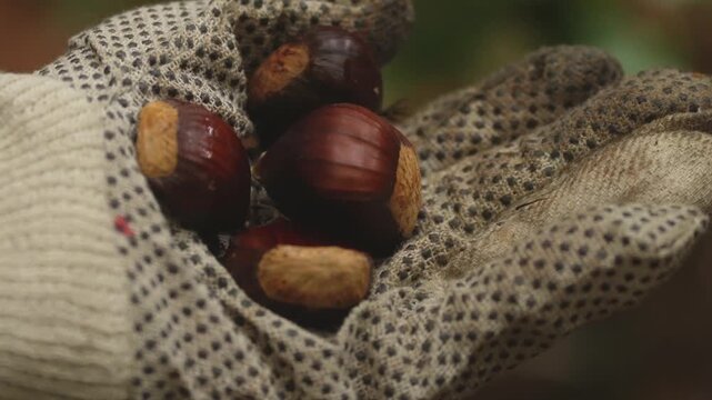 Chestnut picking. A man wearing gloves picks fresh chestnuts in the forest in autumn. His hands pour the chestnuts into a plastic bag against a backdrop of fallen leaves and a natural forest landscape