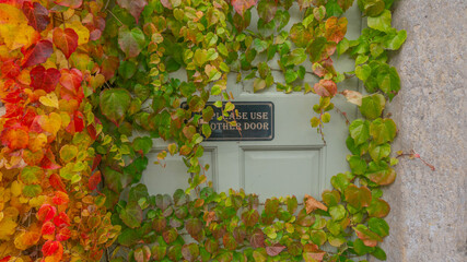 Old door hidden behind bright green and red ivy
