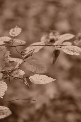 Autumn trees in yellow forest. Park with fallen leaves on the foreground. Sepia