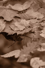 Autumn trees in yellow forest. Park with fallen leaves on the foreground. Sepia